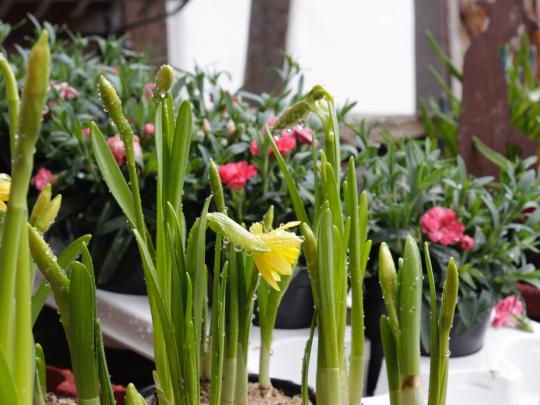 Spring Flowers